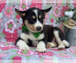 Border Collie-Pomsky Mix Puppy for sale in LANCASTER, PA, USA