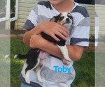 Image preview for Ad Listing. Nickname: Toby ACA