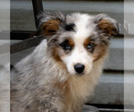 Puppy Louie Miniature Australian Shepherd