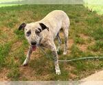 Small Mutt