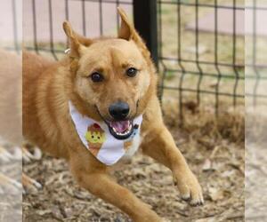 Pembroke Welsh Corgi Dogs for adoption in San Antonio, TX, USA