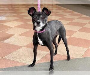 Mutt Dogs for adoption in Martinez, CA, USA