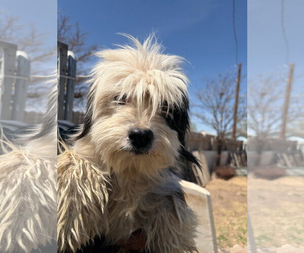 Medium Photo #2 Maltese-Unknown Mix Puppy For Sale in Grafton, WI, USA