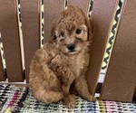 Puppy Puppy 1 Poodle (Miniature)