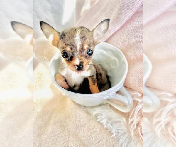Medium Photo #1 Chihuahua Puppy For Sale in JENSEN BEACH, FL, USA