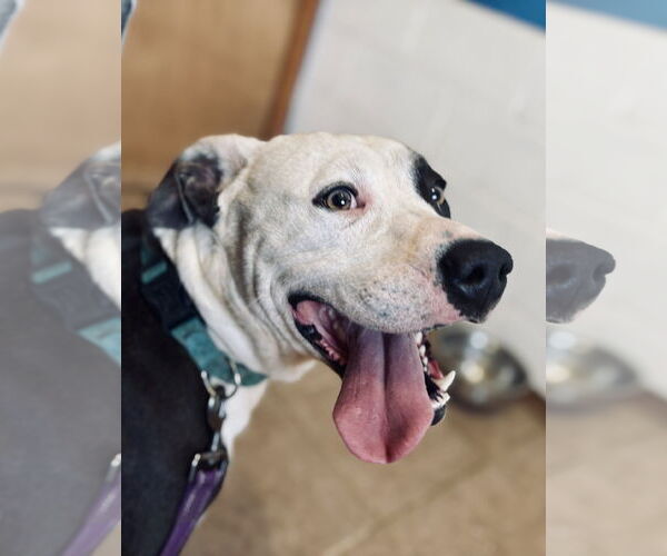 Medium Photo #3 American Pit Bull Terrier-American Staffordshire Terrier Mix Puppy For Sale in Waldron, AR, USA