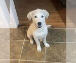 Small #1 Great Pyrenees Mix