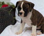 Small #8 Boxer