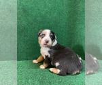 Small Photo #1 Australian Shepherd Puppy For Sale in PASO ROBLES, CA, USA