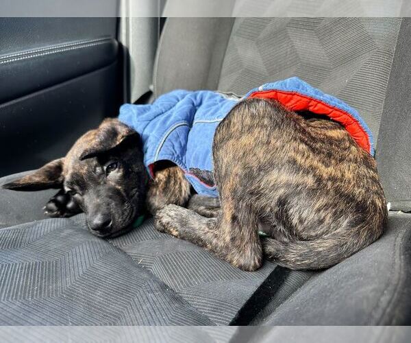 Medium Photo #26 Labrador Retriever-Unknown Mix Puppy For Sale in Silver Spring, MD, USA