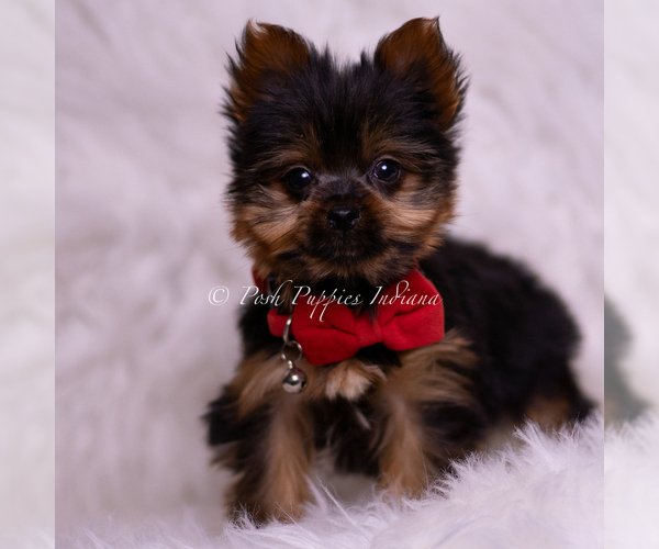 Medium Photo #2 Yorkshire Terrier Puppy For Sale in WARSAW, IN, USA