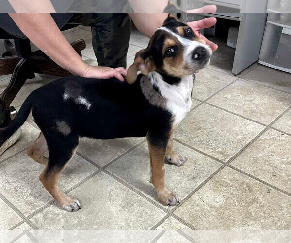 Medium Photo #2 Beagle-Unknown Mix Puppy For Sale in Frenchburg, KY, USA