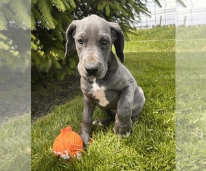 Great Dane Puppy for sale in MIDDLEBURY, IN, USA