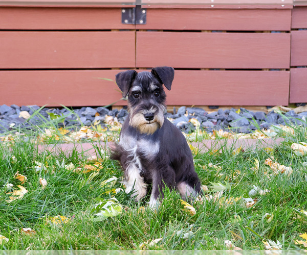 Medium Photo #3 Schnauzer (Miniature) Puppy For Sale in SYRACUSE, IN, USA