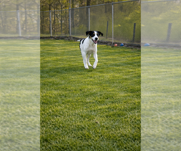 Medium Photo #2 Mutt Puppy For Sale in Boston, MA, USA