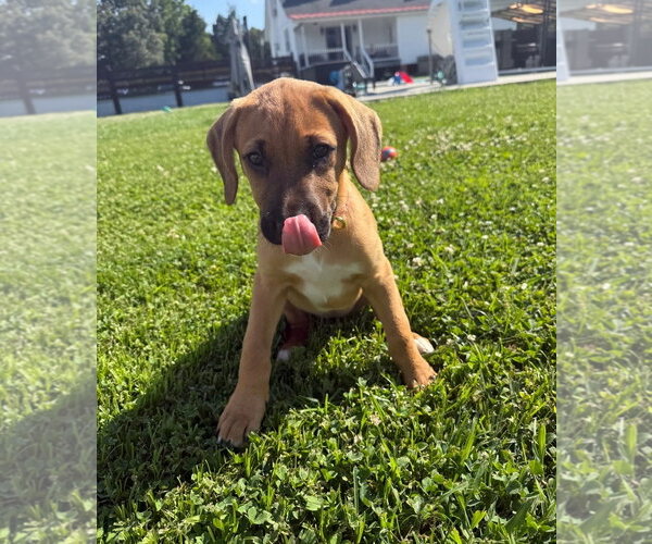Medium Photo #2 Boxer-Unknown Mix Puppy For Sale in Chester, VA, USA