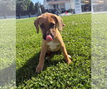 Small #1 Boxer Mix
