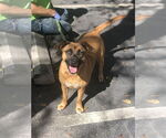 Small Photo #3 Labrador Retriever-Unknown Mix Puppy For Sale in Royal Palm Beach, FL, USA