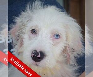 Australian Shepherd-Unknown Mix Dogs for adoption in Huntley, IL, USA