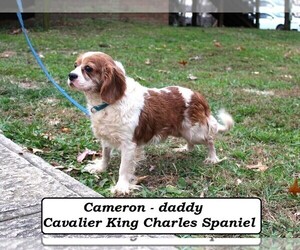 Father of the Cavapoo (Miniature) puppies born on 05/13/2026