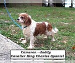 Small Photo #1 Cavapoo (Miniature) Puppy For Sale in CLARKRANGE, TN, USA