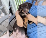 Small #9 Rottweiler Mix