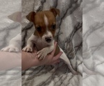Small #11 Jack Russell Terrier