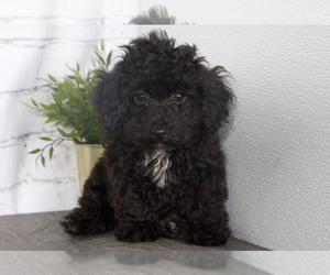 Poodle (Toy) Puppy for sale in RED LION, PA, USA