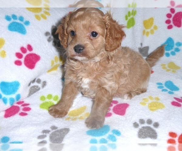 Medium Photo #10 Cavapoo-Poodle (Miniature) Mix Puppy For Sale in ORO VALLEY, AZ, USA
