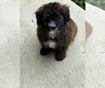 Small #3 Pom-A-Poo-Poodle (Miniature) Mix