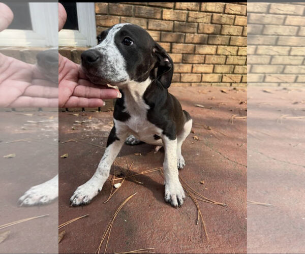 Medium Photo #2 Mutt Puppy For Sale in Mobile, AL, USA