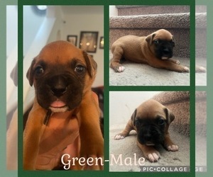 Boxer Puppy for sale in BANNING, CA, USA