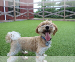 Havanese Dogs for adoption in Chestertown, MD, USA