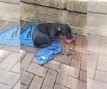 Small Labrador Retriever Mix