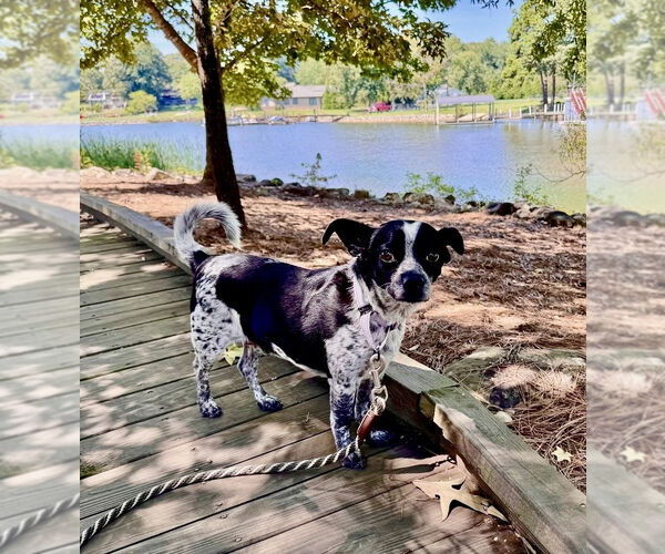 Medium Photo #6 Jack Chi Puppy For Sale in Mooresville, NC, USA