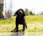 Small Photo #7 Goldendoodle (Miniature) Puppy For Sale in WARSAW, IN, USA