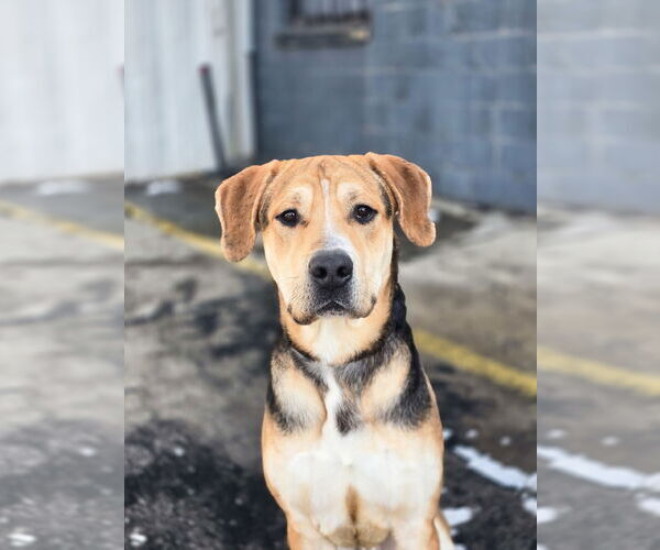 Medium Photo #3 Mutt Puppy For Sale in Sandy, UT, USA