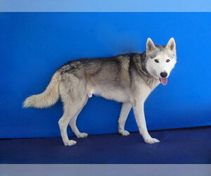 SIMBA - Male Siberian Husky Dog for Adoption - Photo #2