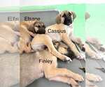 Small #12 Anatolian Shepherd-Rhodesian Ridgeback Mix