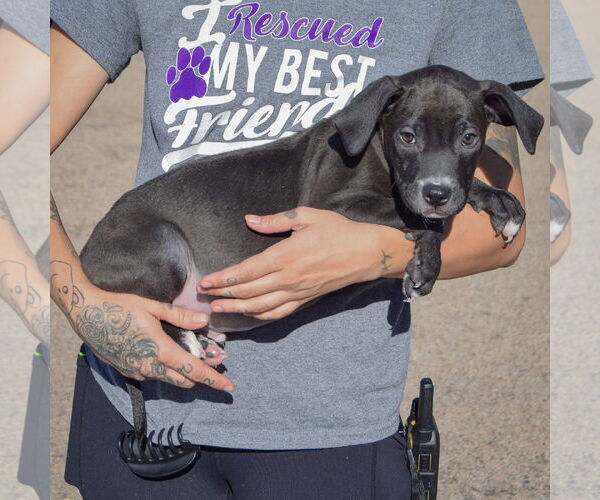 Medium Photo #2 American Staffordshire Terrier-Labrador Retriever Mix Puppy For Sale in Huntley, IL, USA