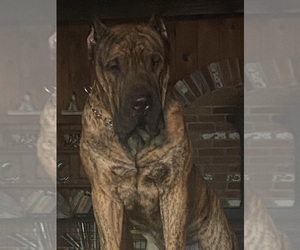 Father of the Presa Canario puppies born on 02/20/2026