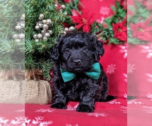 Goldendoodle-Jack Russell Terrier Mix Puppy for sale in NOTTINGHAM, PA, USA