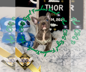 French Bulldog Puppy for sale in ATHENS, GA, USA