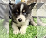 Small Photo #36 Pomsky-Shiba Inu Mix Puppy For Sale in NASHUA, NH, USA