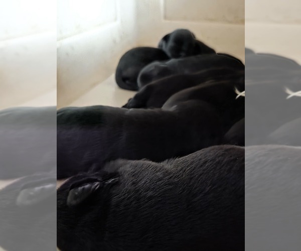 Medium Photo #1 Schnauzer (Miniature) Puppy For Sale in Hatvan, Heves, Hungary