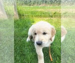 Puppy Orange Golden Retriever