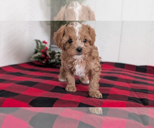 Medium Photo #49 Cavapoo (Miniature) Puppy For Sale in GOSHEN, IN, USA