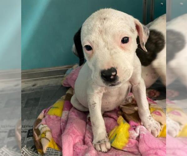 Medium Photo #1 American Staffordshire Terrier-Unknown Mix Puppy For Sale in San Antonio, TX, USA