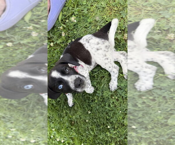 Medium Photo #3 Mutt Puppy For Sale in Springdale, PA, USA