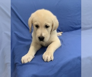 Golden Labrador Puppy for sale in LIVE OAK, FL, USA